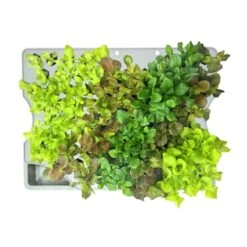 Seed Starting System For Farm Models -Outdoor Garden Care SSS Farm withLettuce 3000x3000