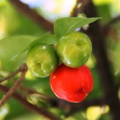 Malpighia Pixie - Acerola 22 Malpighia Pixie - Acerola -Outdoor Garden Care acerola fruits 1