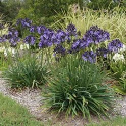 Agapanthus Buccaneer -Outdoor Garden Care agapanthus buccaneer 1