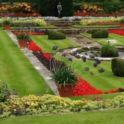 Agapanthus Black Magic -Outdoor Garden Care agapanthus pots stately home