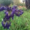 Agapanthus Black Magic