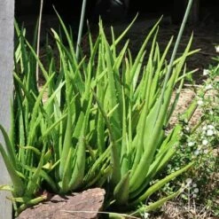 Aloe Vera - Succulent -Outdoor Garden Care aloe nursery