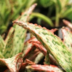Aloe Pink Blush - Succulent -Outdoor Garden Care aloe pink blush leaf closeup