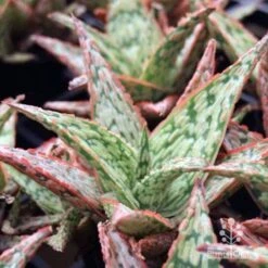 Aloe Pink Blush - Succulent -Outdoor Garden Care aloe pink blush tubes