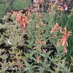Aloe Quicksilver - Succulent 25 Aloe Quicksilver - Succulent -Outdoor Garden Care aloe quicksilver tubestock flowering