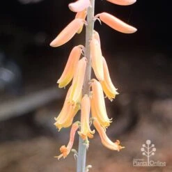 Aloe Vera - Succulent -Outdoor Garden Care aloe vera flowers nursery