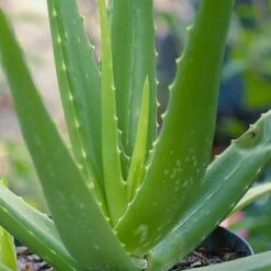 Aloe Vera - Succulent -Outdoor Garden Care aloe vera 500