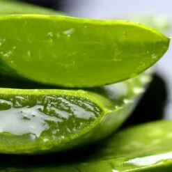 Aloe Vera - Succulent -Outdoor Garden Care aloe vera leaf cut
