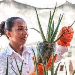 Aloe Vera - Succulent -Outdoor Garden Care aloe growing