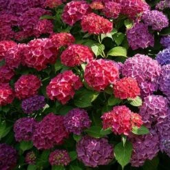 Hydrangea Alpengluhen -Outdoor Garden Care alpengluhen colour range
