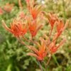 Anigozanthos Orange Cross - Kangaroo Paw