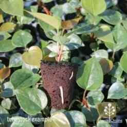 Anthurium White Winner -Outdoor Garden Care anthurium plug 7