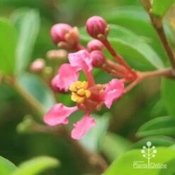 Malpighia Pixie - Acerola 30 Malpighia Pixie - Acerola -Outdoor Garden Care apo acerola flower