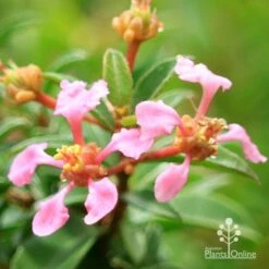 Malpighia Pixie - Acerola 25 Malpighia Pixie - Acerola -Outdoor Garden Care apo acerola flowers