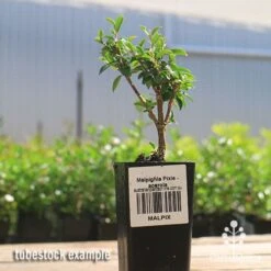 Malpighia Pixie - Acerola 31 Malpighia Pixie - Acerola -Outdoor Garden Care apo acerola malpighia tubestock