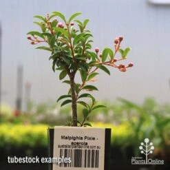 Malpighia Pixie - Acerola 20 Malpighia Pixie - Acerola -Outdoor Garden Care apo acerola tubestock