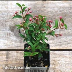 Malpighia Pixie - Acerola 23 Malpighia Pixie - Acerola -Outdoor Garden Care apo acerola tubestock top