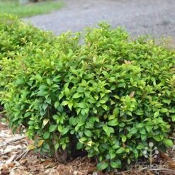 Acmena Allyn Magic 17 Acmena Allyn Magic -Outdoor Garden Care apo acmena allyn magic green phase