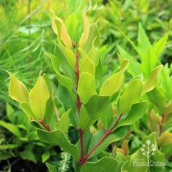 Acmena Hemilampra - Blush Satinash -Outdoor Garden Care apo acmena hemilampra growing