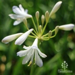 Agapanthus Silver Baby -Outdoor Garden Care apo agapanthus silver baby flower