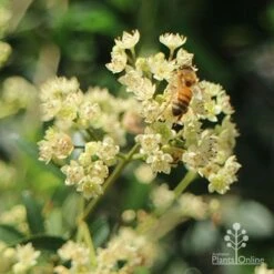 Ceratopetalum Alberys Red - Christmas Bush -Outdoor Garden Care apo alberys red christmas bush bee