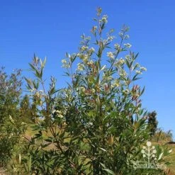 Ceratopetalum Alberys Red - Christmas Bush -Outdoor Garden Care apo alberys red flowering sept