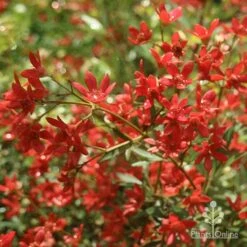 Ceratopetalum Alberys Red - Christmas Bush -Outdoor Garden Care apo alberys red flowers november