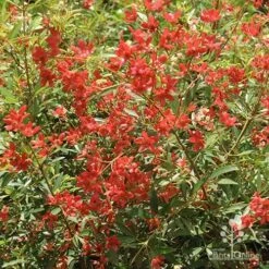 Ceratopetalum Alberys Red - Christmas Bush -Outdoor Garden Care apo alberys red november