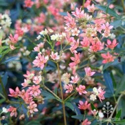 Ceratopetalum Alberys Red - Christmas Bush -Outdoor Garden Care apo alberys red pre flowering