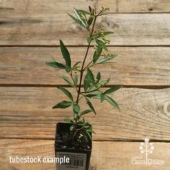 Ceratopetalum Alberys Red - Christmas Bush -Outdoor Garden Care apo alberys red tubestock sun