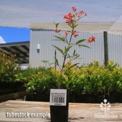 Ceratopetalum Alberys Red - Christmas Bush -Outdoor Garden Care apo alberys tubestock 1