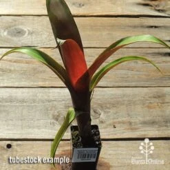 Alcantarea Imperialis Rubra - Bromeliad 13 Alcantarea Imperialis Rubra - Bromeliad -Outdoor Garden Care apo alcantarea rubra tubestock top