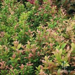 Acmena Allyn Magic 13 Acmena Allyn Magic -Outdoor Garden Care apo allyn magic green pink phase