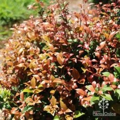 Outdoor Garden Care -Outdoor Garden Care apo allyn magic pink phase