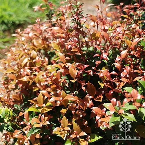 Acmena Allyn Magic 2 Acmena Allyn Magic - Image 2