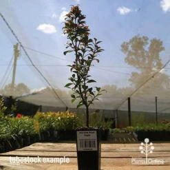 Acmena Allyn Magic 19 Acmena Allyn Magic -Outdoor Garden Care apo allyn magic tubestoc kside