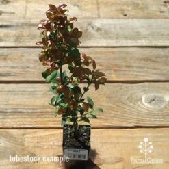 Acmena Allyn Magic 12 Acmena Allyn Magic -Outdoor Garden Care apo allyn magic tubestock