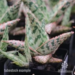 Aloe Pink Blush - Succulent -Outdoor Garden Care apo aloe pink blush tubestock