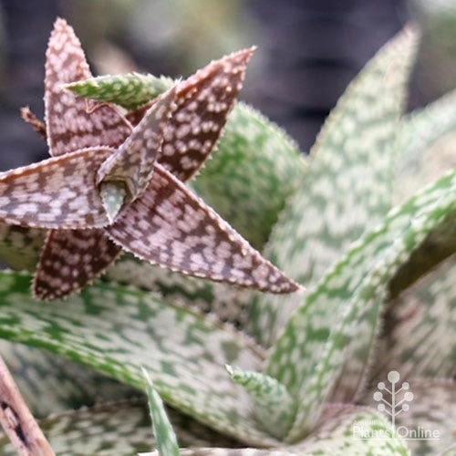 Aloe Quicksilver - Succulent 13 Aloe Quicksilver - Succulent - Image 13