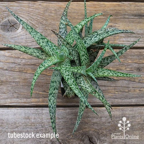 Aloe Quicksilver - Succulent 5 Aloe Quicksilver - Succulent - Image 5