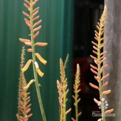 Aloe Vera - Succulent -Outdoor Garden Care apo aloe vera buds