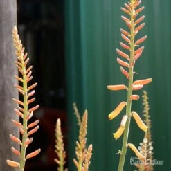 Aloe Vera - Succulent -Outdoor Garden Care apo aloe vera buds2