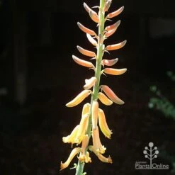 Aloe Vera - Succulent -Outdoor Garden Care apo aloe vera flower sun