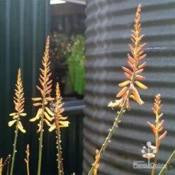 Aloe Vera - Succulent -Outdoor Garden Care apo aloe vera flowers winter 2