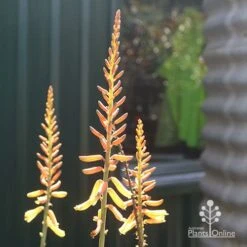 Aloe Vera - Succulent -Outdoor Garden Care apo aloe vera flowers winter