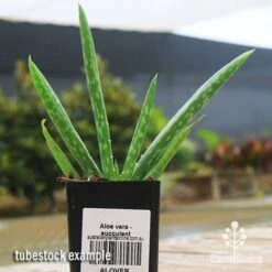 Aloe Vera - Succulent -Outdoor Garden Care apo aloe vera tubestock