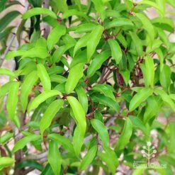 Backhousia Anisata - Aniseed Myrtle 12 Backhousia Anisata - Aniseed Myrtle -Outdoor Garden Care apo anisata foliage