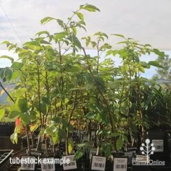 Burdekin Plum - Pleiogynium -Outdoor Garden Care apo april burdekin