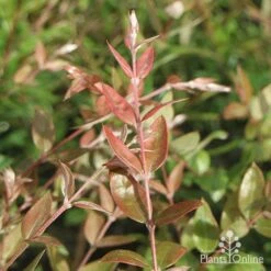 Austromyrtus Blush - Pink Midgem Berry -Outdoor Garden Care apo austromyrtus blush foliage