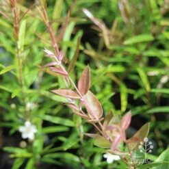 Austromyrtus Blush - Pink Midgem Berry -Outdoor Garden Care apo austromyrtus blush leaf colour